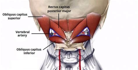 Suboccipital Muscles - Attachments - Actions - Innervation - TeachMeAnatomy