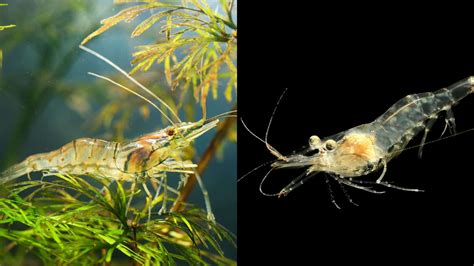 Whisker Shrimp vs Ghost Shrimp – Our Helpful Guide