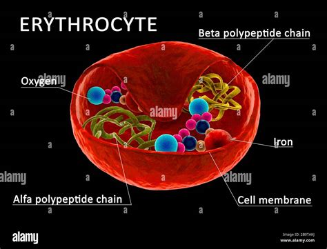 Red Blood Cells Structure