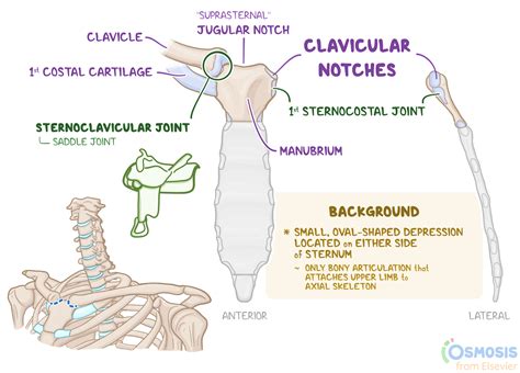 Clavicular Notch: What Is It, Location, Purpose, and More