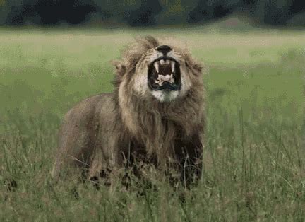 Roaring Lion GIF - SavageKingdom Lion Wtf - Discover & Share GIFs