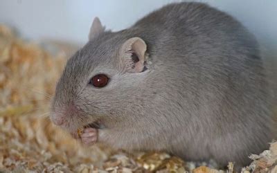 Diseases in Rodents | VCA Animal Hospitals