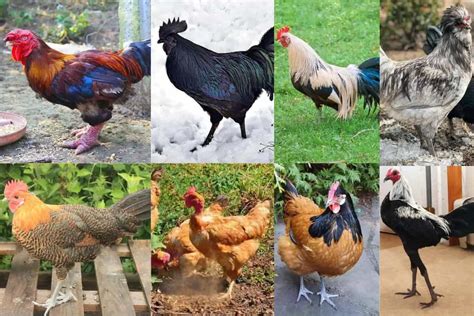 Top 8 Rare Chicken Breeds (With Pictures)