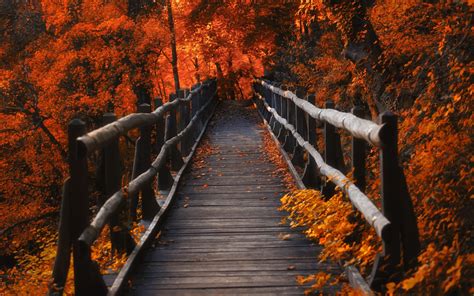 768x1024 Resolution A Bridge in Autumn Season 768x1024 Resolution Wallpaper - Wallpapers Den