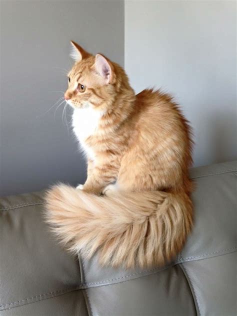 Nora, my uncommon female long haired orange tabby. In full tail fluff. #dramakitten | Orange ...