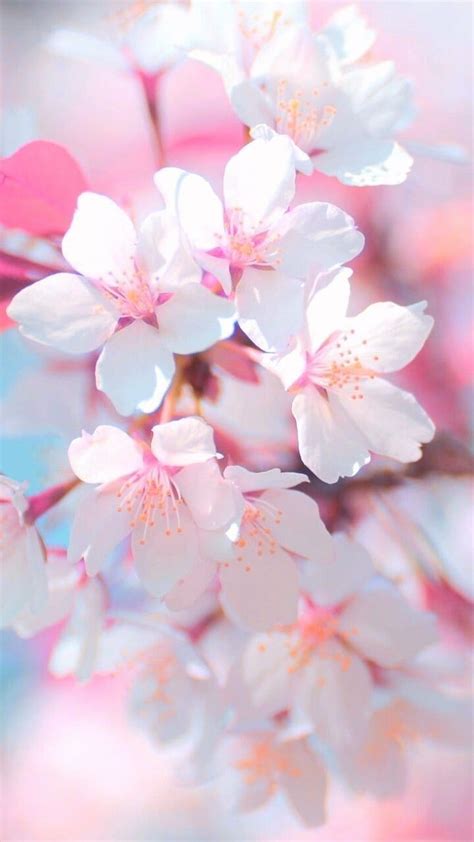 Light Pink Flowers Hd Mobile Wallpaper | Best Flower Site