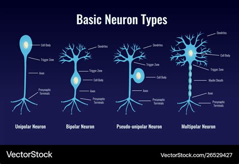 Types Of Neurons