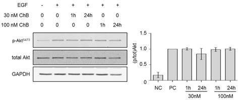 Eastern Blot Analysis