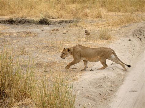 Hunting Lioness by AcroIguana on DeviantArt