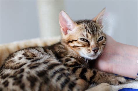 The Bengal Cat Has Not-So-Distant Wild Relatives | Healthy Paws Pet Insurance