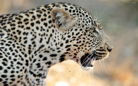 Leopard roaring wallpaper - Animal wallpapers - #33480