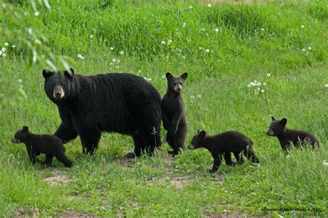 A Mother Bear and Her Cubs | Wise About Bears