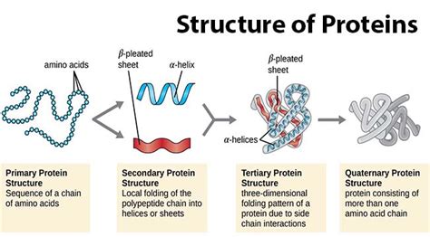 Protein Structure- Primary, Secondary, Tertiary, and Quaternary