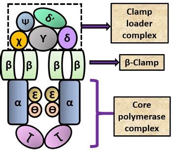 What is DNA polymerase? Definition, Prokaryotic DNA polymerases & Characteristics - Biology Reader