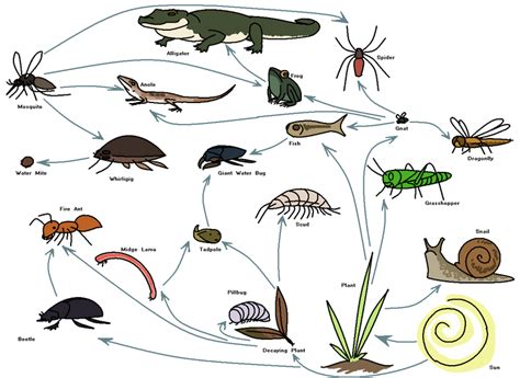 Food Chain - Everglades Ecosystem