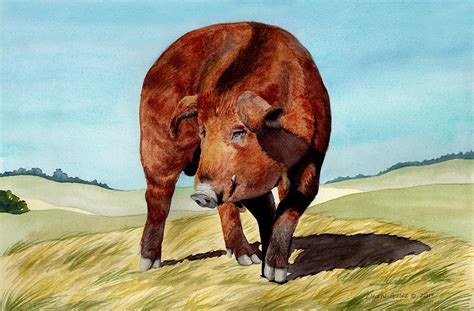 Red Wattle Pig Painting by Carolyn Guske - Fine Art America