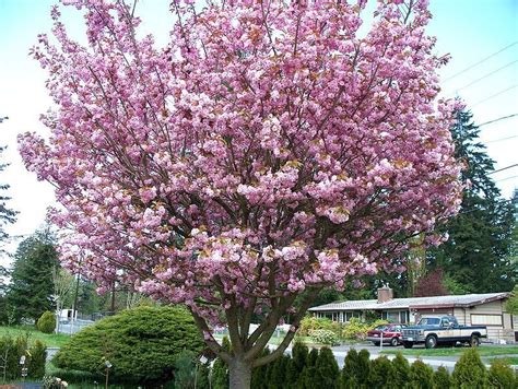 Cherry Blossom Tree - Trees Photo (19838734) - Fanpop