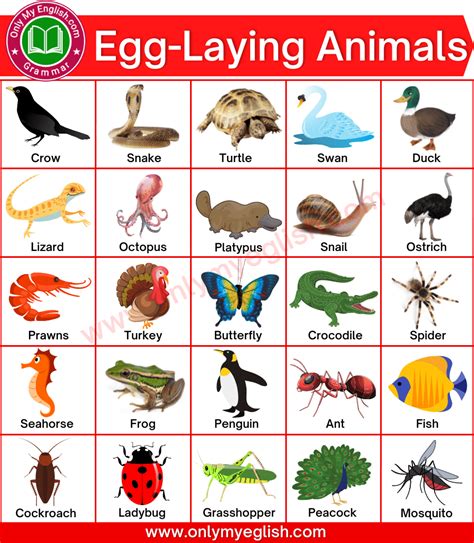 Egg Laying Mammals