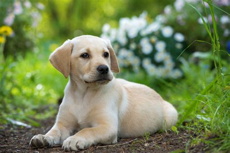 Labrador Retriever Info, Temperament, Life Span, Puppies, Pictures