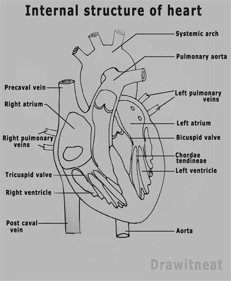 DRAW IT NEAT : How to draw human heart labeled Biology Drawing, Study Biology, Biology Lessons ...