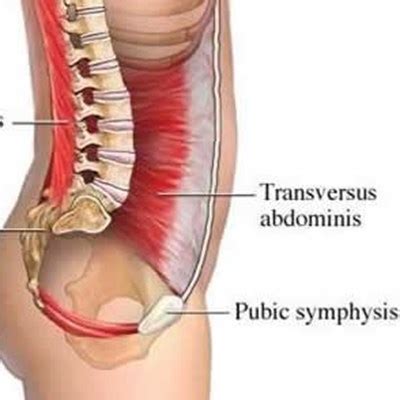 Core Muscles Diagram - Blogger Lagi