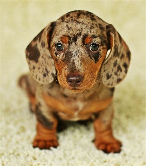 Enough to melt your heart... Daschund Puppies, Baby Dachshund, Dapple Dachshund, Funny Dachshund ...