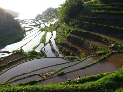 Rice Paddies | Travel Japan!