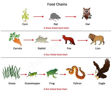 Food Chain and Food Web - PresleyewaDodson