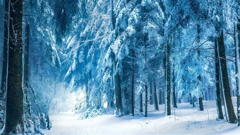 Snowy Forest Wallpaper (70+ pictures) - WallpaperSet