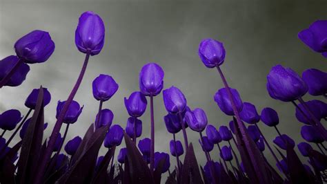 Dark Blue Tulips and Dark Sky HD Wallpaper | HD Nature Wallpapers