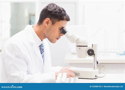 Concentrated Scientist Observing Petri Dish With Microscope Stock Photo - Image: 53088744