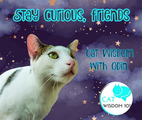 Cat Wisdom With One-Eyed Cat Odin | Cat Wisdom 101