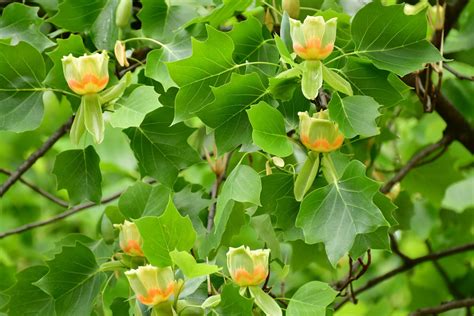 How You Can Identify the Yellow Poplar Tree in the Wild | Tulip poplar tree, Poplar tree, Tulip ...