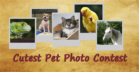 Your Cutest Pet Photo Contest - 360 Photo Contest