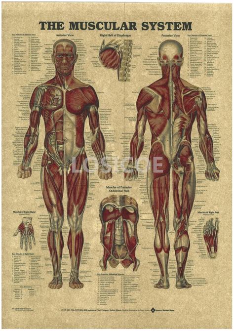 Digestive System Poster Medical Posters Human Body Systems Digestion | The Best Porn Website