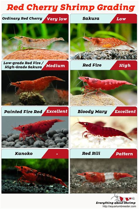 Red cherry shrimp – Artofit