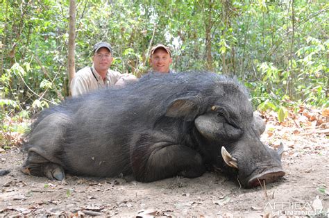 Very Big Body Giant Forest Hog | AfricaHunting.com