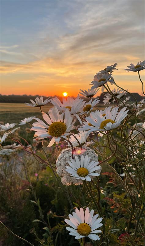 Sunset Flowers Wallpapers - Wallpaper Cave