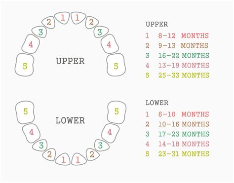 Baby Teeth Eruption Chart Printable - Get More Anythink's