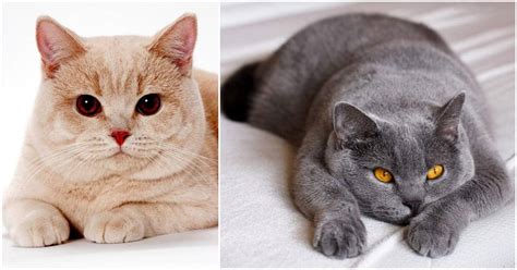 British Shorthair Cat Breed Personality, Information and Characteristics