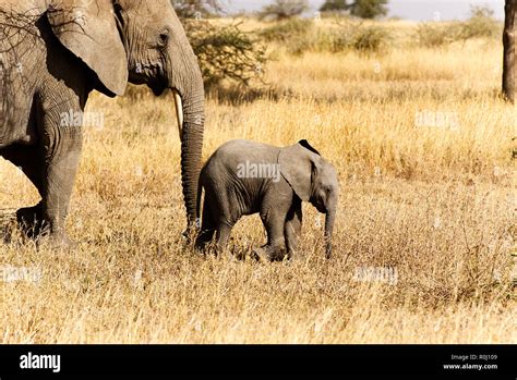 Elephant African female mother with young baby pushing encouraging with trunk grassland ...