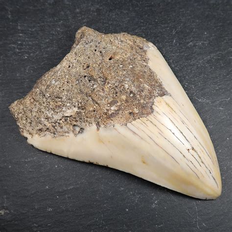 Fossil Carcharodon Megalodon Teeth - Buy Fossil Shark Tooth Online - UK