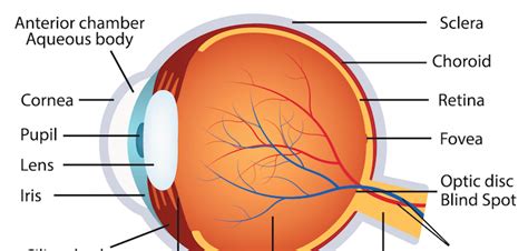 human-eye-anatomy | La Pine Eyecare Clinic