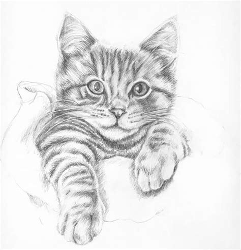 25 Easy Cat Drawing Ideas and Tutorials for Everyone | Cats art drawing, Realistic cat drawing ...