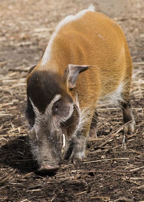 Red river hog | mammal | Britannica