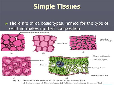 Simple Tissues Types /Parenchyma ,Collenchyma ,Sclerenchyma Tissues