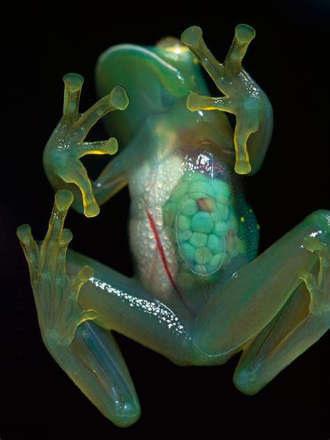 Family Centrolenidae (Glass frogs) | the best frogs blog