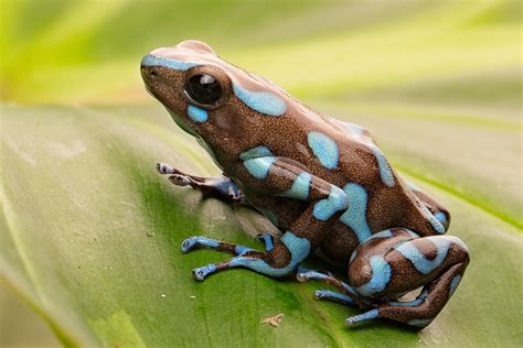 8 Poison Dart Frog Species That You Can Keep at Home - Reptile Advisor