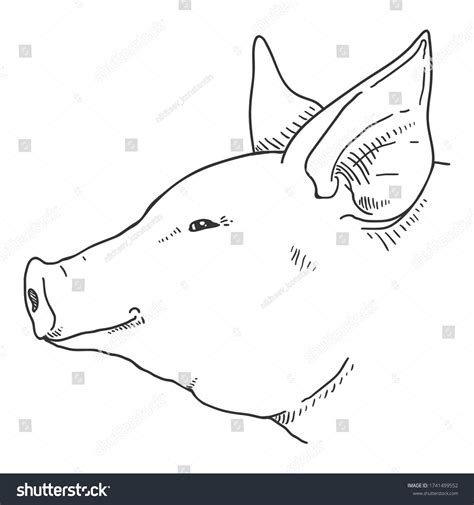 Vector Sketch Pig Face Side View Stock Vector (Royalty Free) 1741499552 | Shutterstock