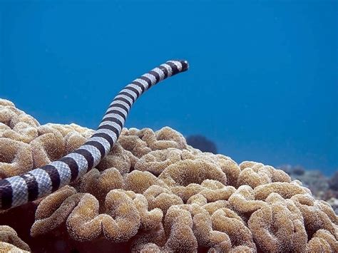 Black-banded Sea Krait – "OCEAN TREASURES" Memorial Library